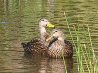 Mottled Ducks